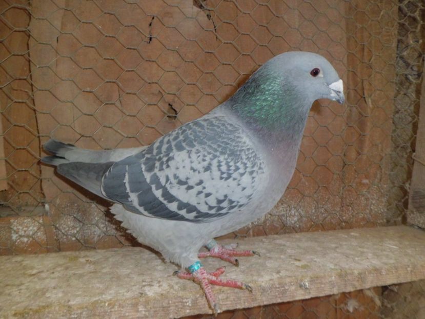 FATA-2016 - DE   VANZARE    2017