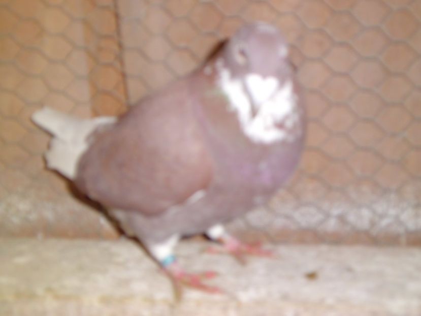 CIMG6369 - DE   VANZARE    2017