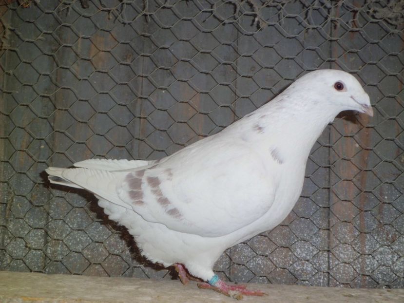 CIMG6396 - DE   VANZARE    2017