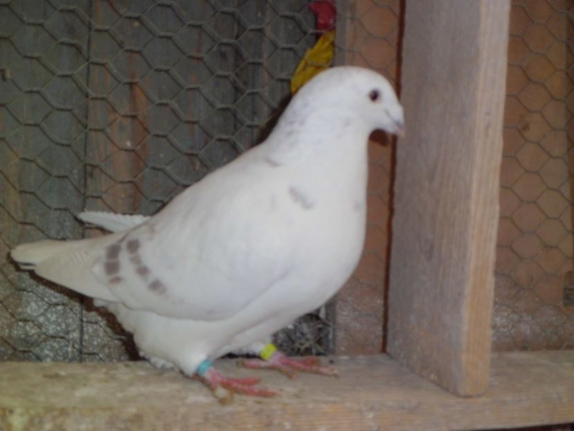 CIMG6408 - DE   VANZARE    2017