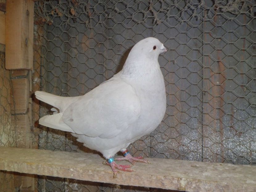 CIMG6420 - DE   VANZARE    2017