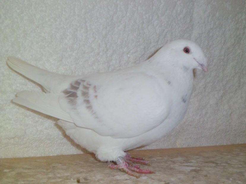 FATA-  2015 - DE   VANZARE    2017