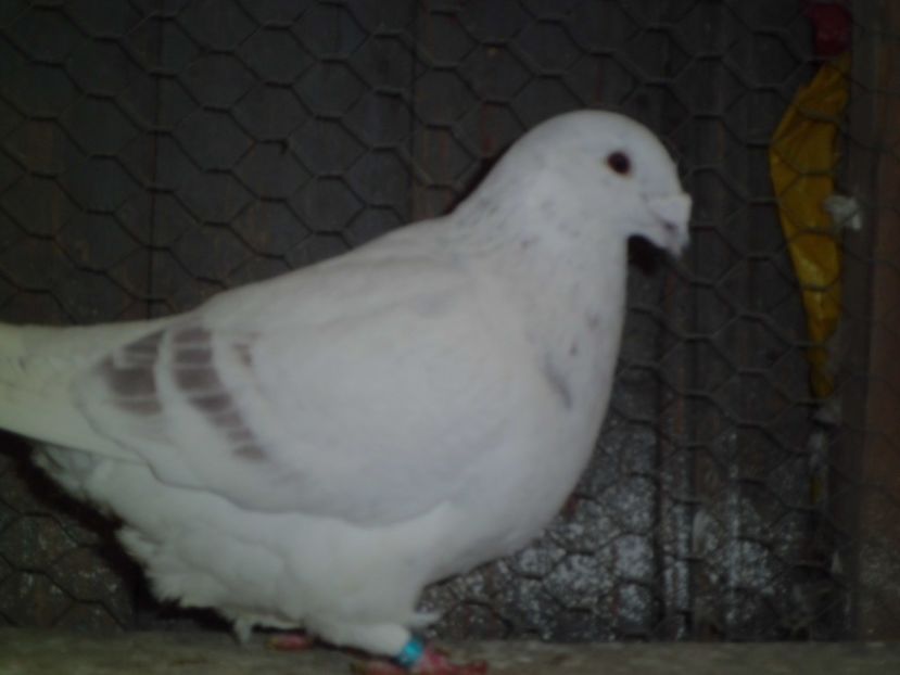 CIMG6489 - DE   VANZARE    2017