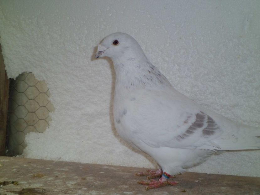 CIMG6512 - DE   VANZARE    2017