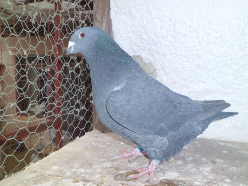 CIMG6520 - DE   VANZARE    2017