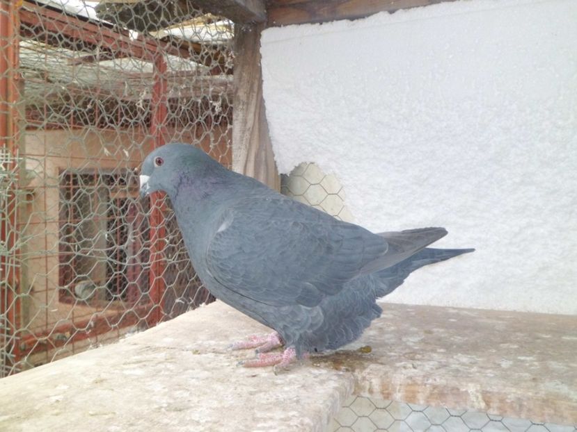 FATA-2016 - DE   VANZARE    2017