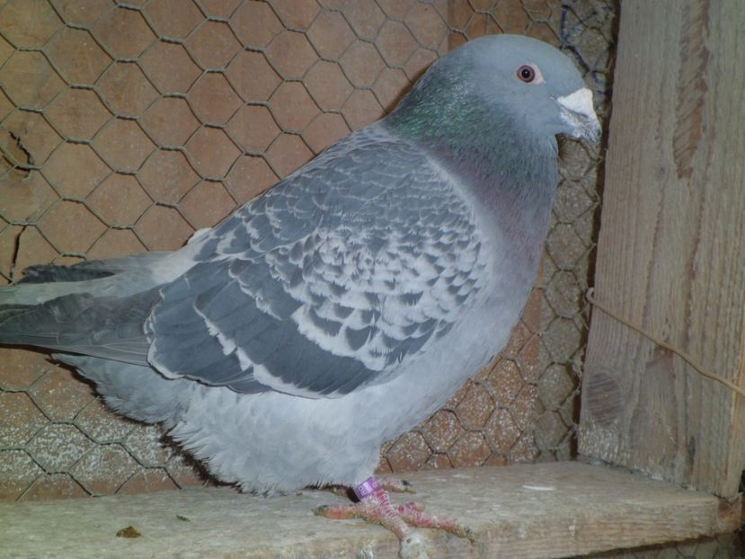 MASCUL-2016 - DE   VANZARE    2017