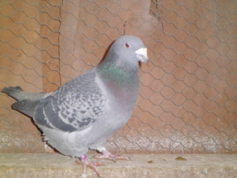 CIMG6578 - DE   VANZARE    2017