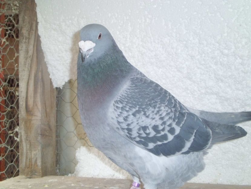 CIMG6555 - DE   VANZARE    2017