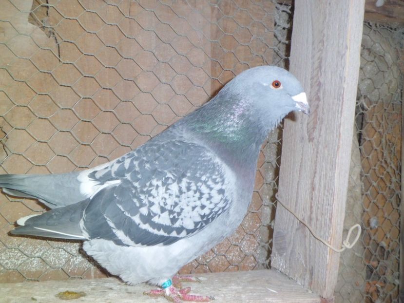 CIMG6656 - DE   VANZARE    2017