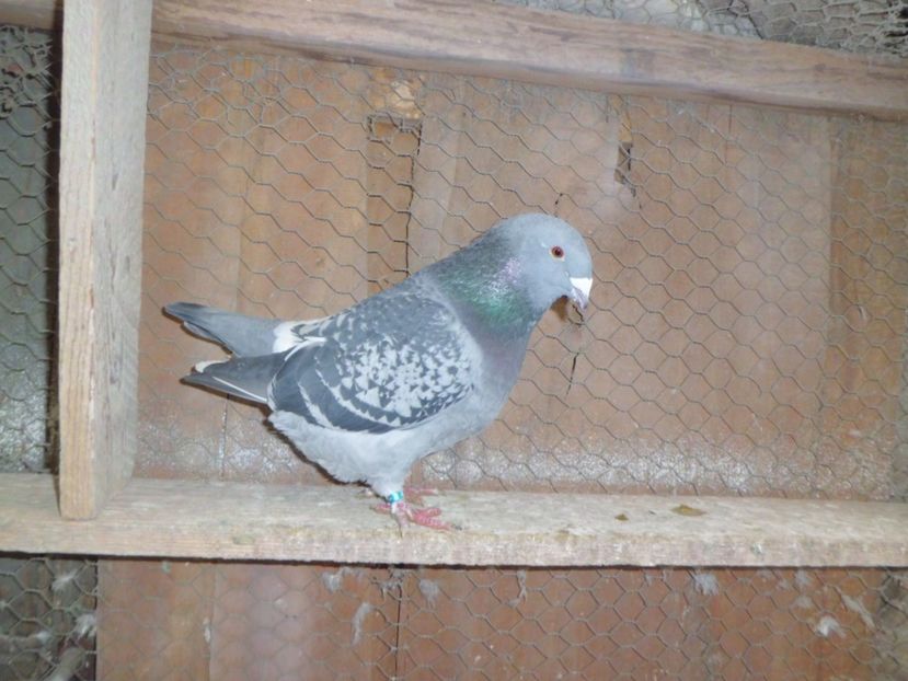 CIMG6646 - DE   VANZARE    2017