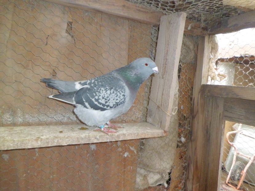 CIMG6686 - DE   VANZARE    2017