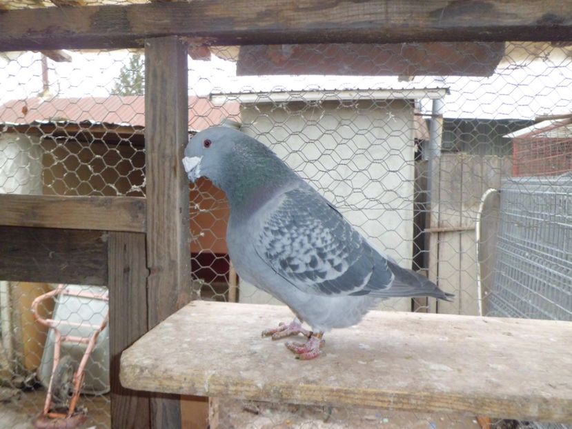 CIMG6703 - DE   VANZARE    2017