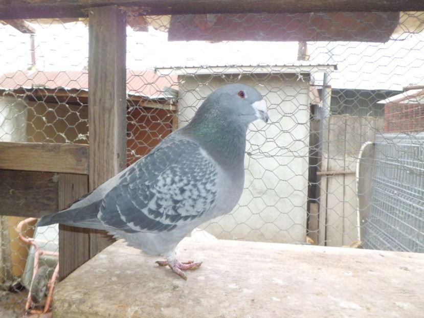 MASCUL  - 2015 - DE   VANZARE    2017