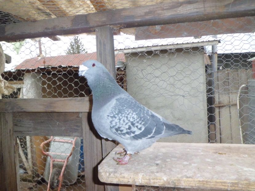 CIMG6711 - DE   VANZARE    2017