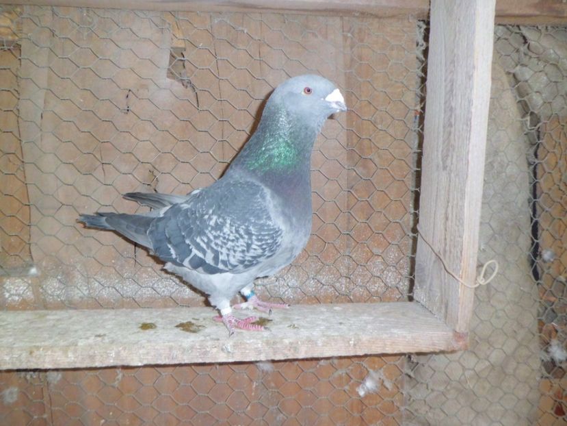 MASCUL-   2015 - DE   VANZARE    2017