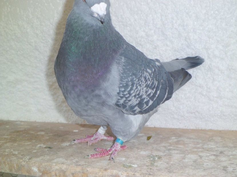 CIMG6819 - DE   VANZARE    2017