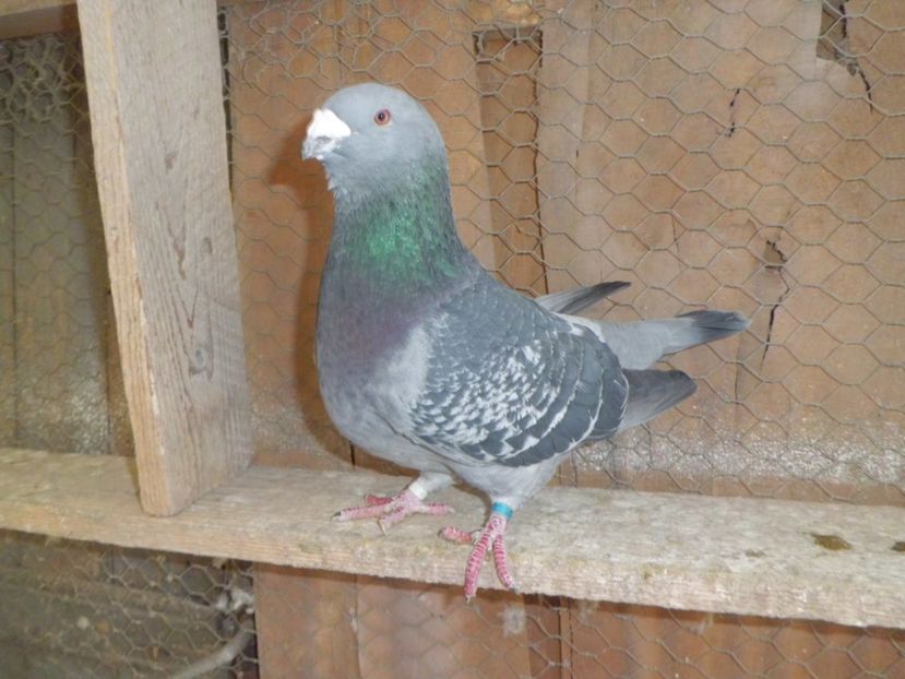 CIMG6785 - DE   VANZARE    2017