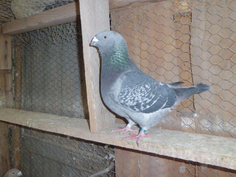 CIMG6793 - DE   VANZARE    2017