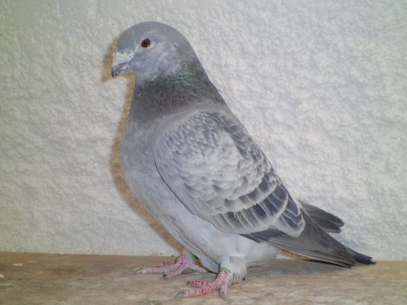 FATA-  2013 - DE   VANZARE    2017