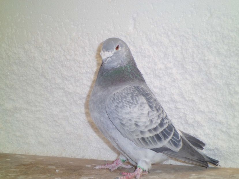 CIMG6744 - DE   VANZARE    2017