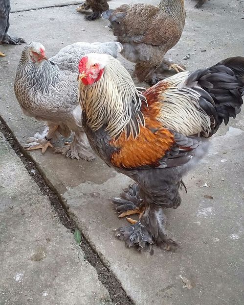  - B__Brahma Silver orange