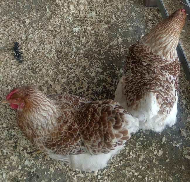 Wyandotte auriu-alb 2017 - Wyandotte auriu-alb