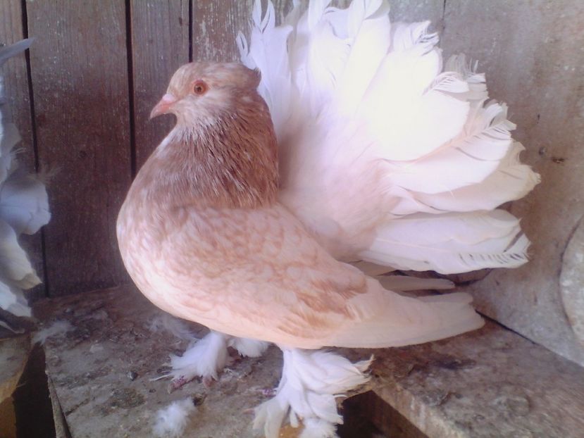  - PORUMBEI de ORNAMENT doar o parte