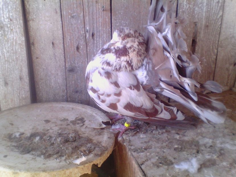  - PORUMBEI de ORNAMENT doar o parte