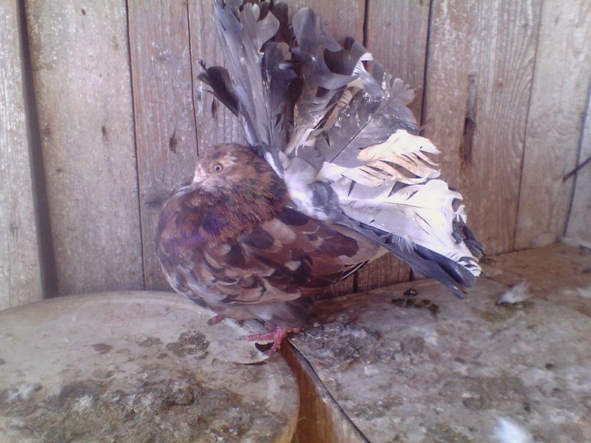  - PORUMBEI de ORNAMENT doar o parte