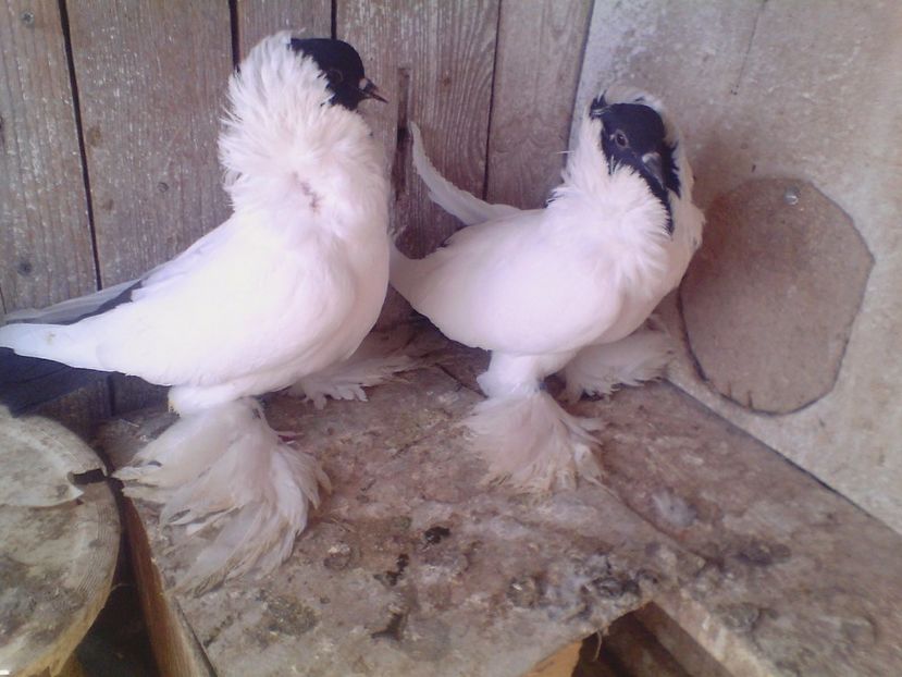  - PORUMBEI de ORNAMENT doar o parte