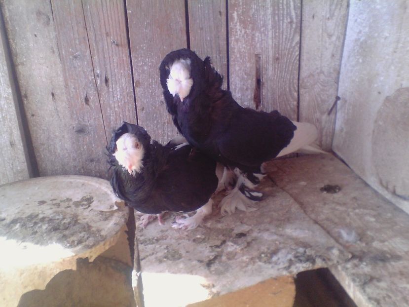  - PORUMBEI de ORNAMENT doar o parte