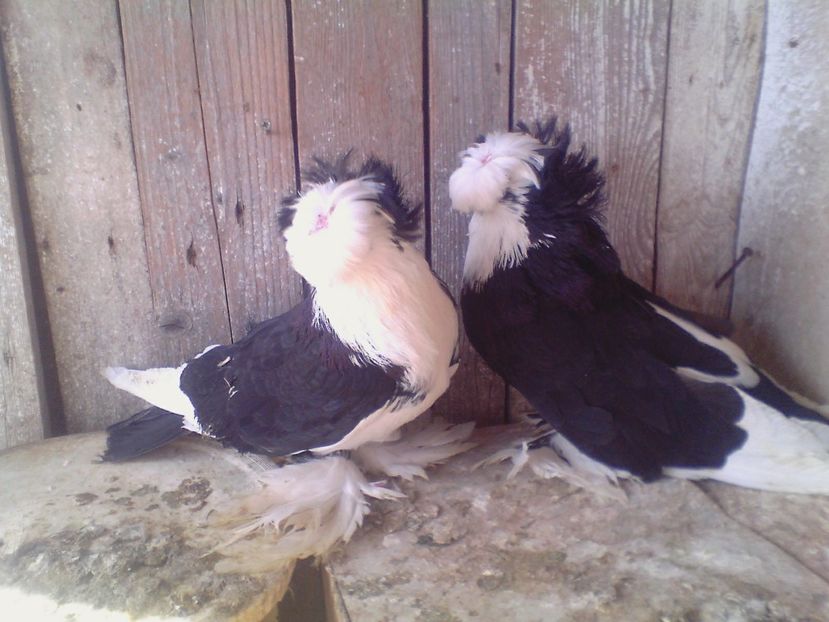  - PORUMBEI de ORNAMENT doar o parte