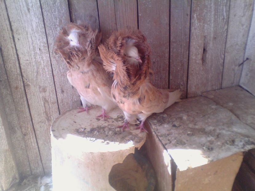  - PORUMBEI de ORNAMENT doar o parte