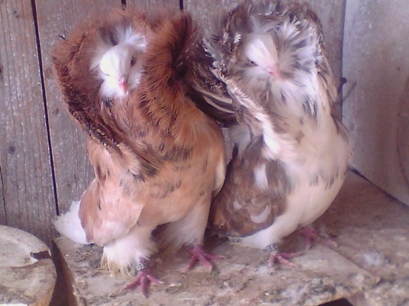  - PORUMBEI de ORNAMENT doar o parte