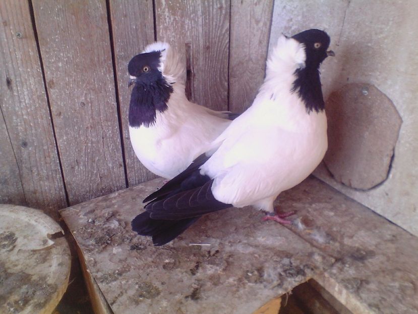  - PORUMBEI de ORNAMENT doar o parte