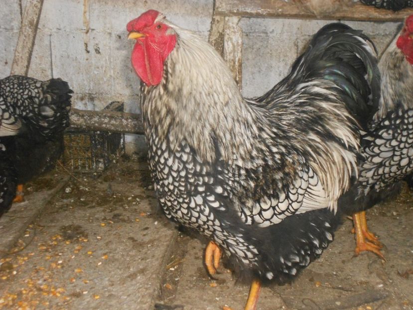 22 022 - Wiandotte  argintiu