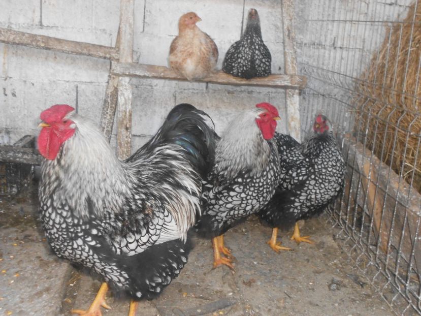 22 024 - Wiandotte  argintiu