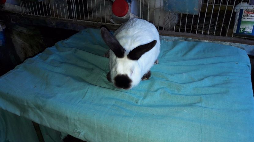  - c pui californieni