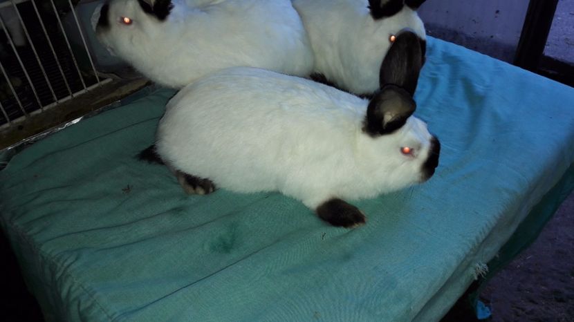  - c pui californieni