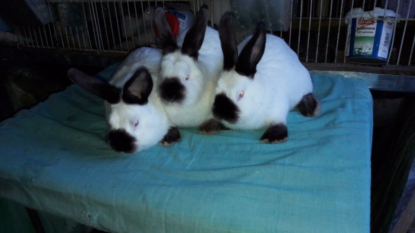  - c pui californieni