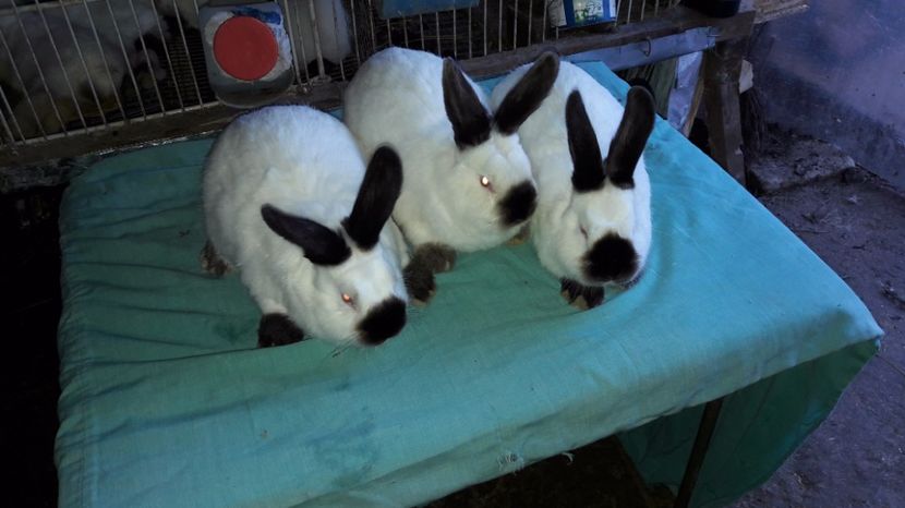  - c pui californieni