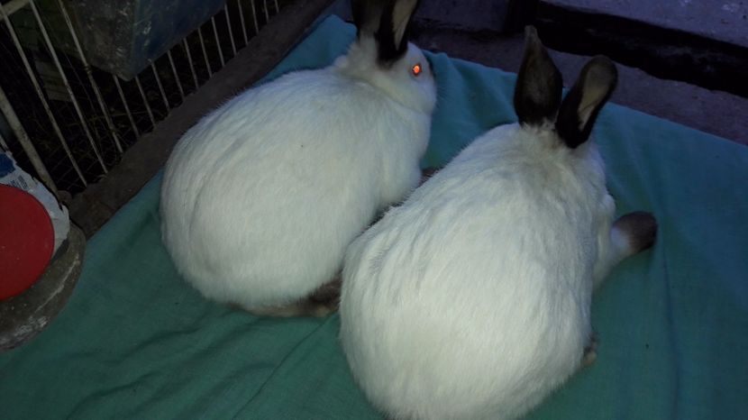  - c pui californieni