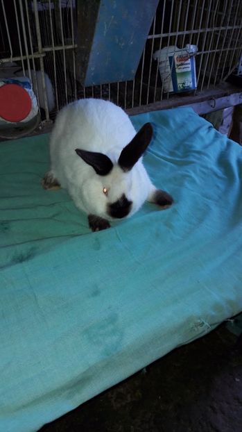  - c pui californieni