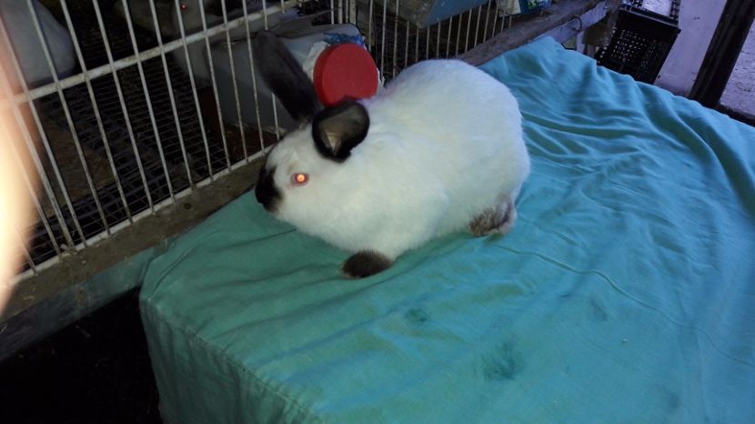  - c pui californieni