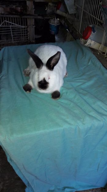  - c pui californieni