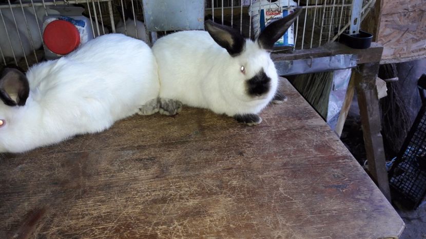  - c pui californieni