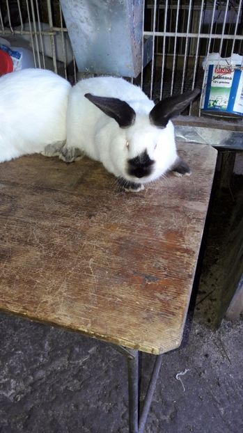  - c pui californieni