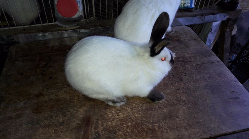  - c pui californieni