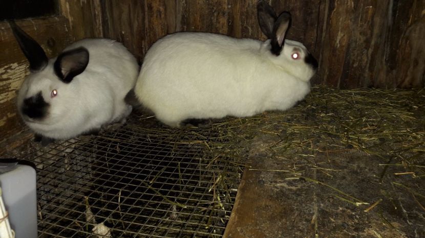  - c pui californieni